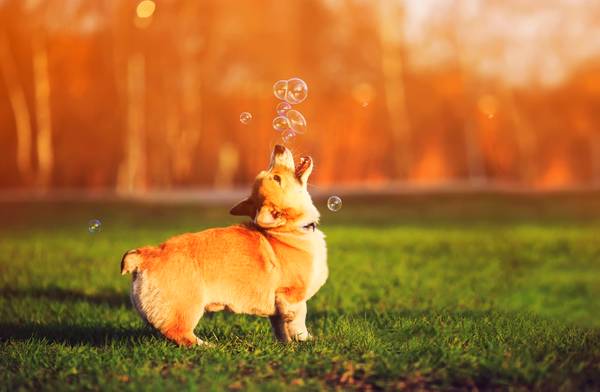 Corgi outside playing with bubbles