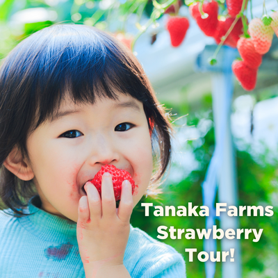 Tanaka Farms Strawberry Tour POST April 27.png
