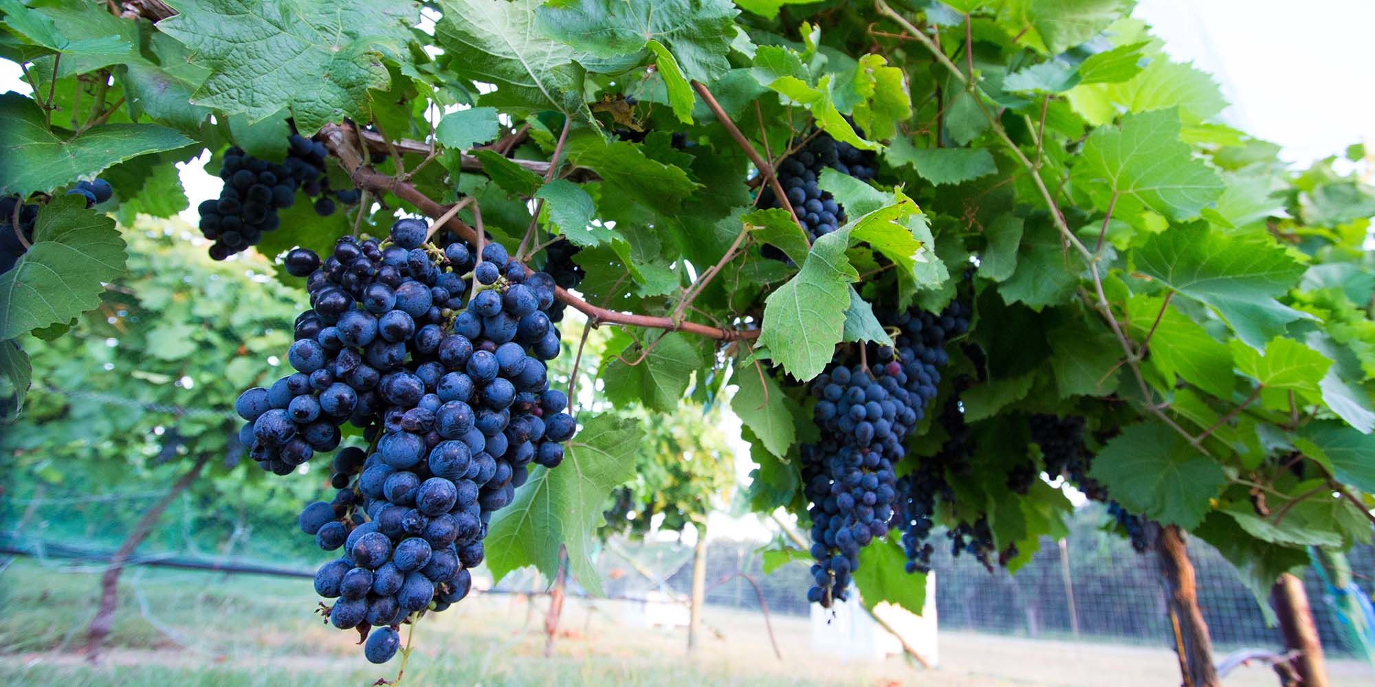 20 MINUTES TO TUSCANY