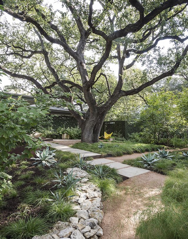 gardenista_specimentree.jpg