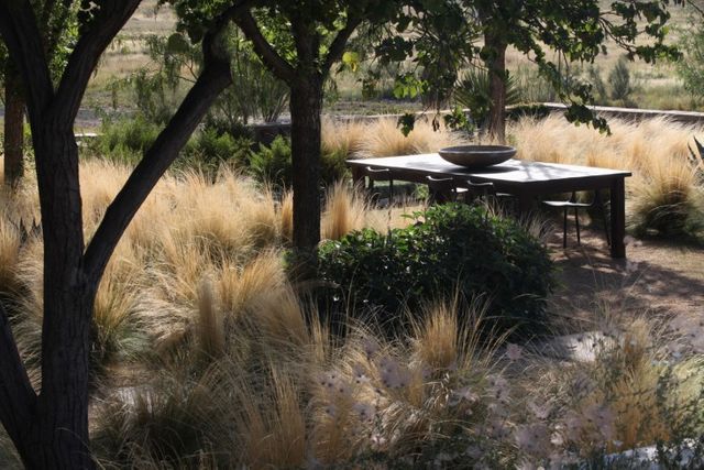 A gravel gathering space surrounded by trees, low-water grasses, and succulents. gravel-gathering-space-trees-low-water-grasses-christine-ten-eyck-gardenista.jpg
