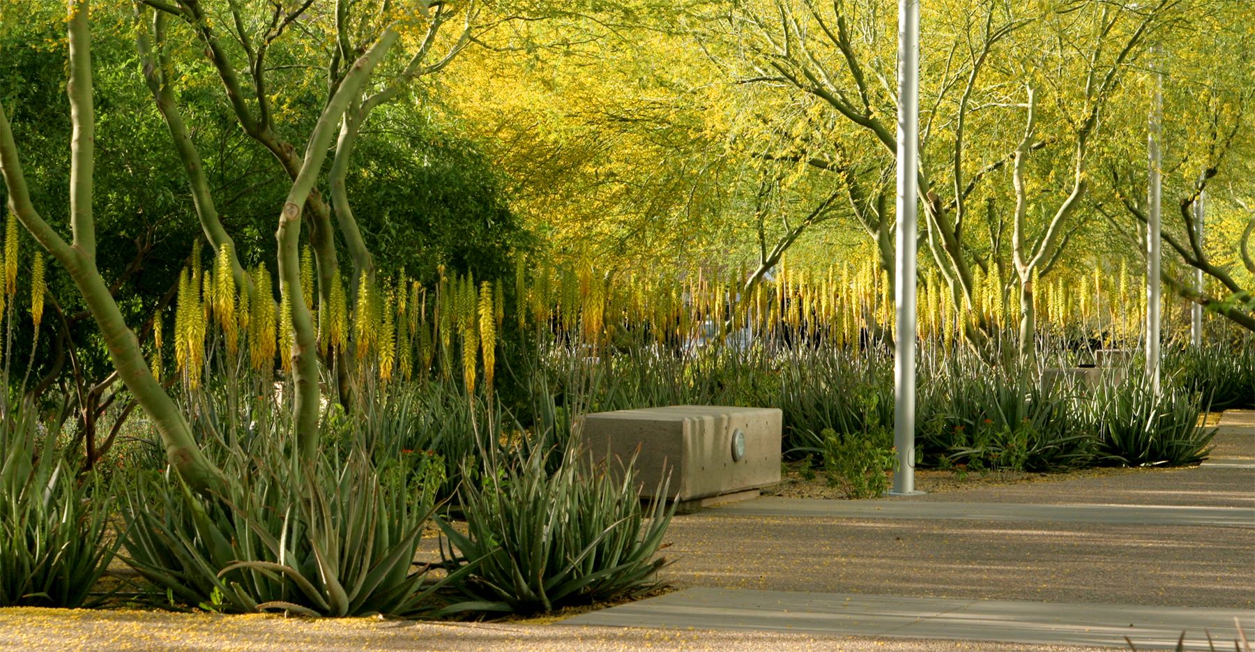 ARIZONA STATE UNIVERSITY BIODESIGN INSTITUTE