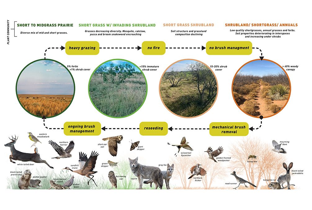 2_Ecosystem Transition Diagram.jpg