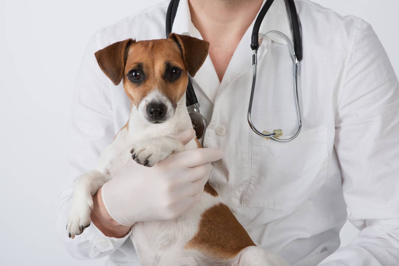 Pharmacist holding a dog Pet Care