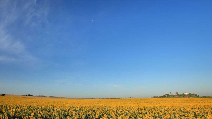 Sunflowers at the hacienda.jpg