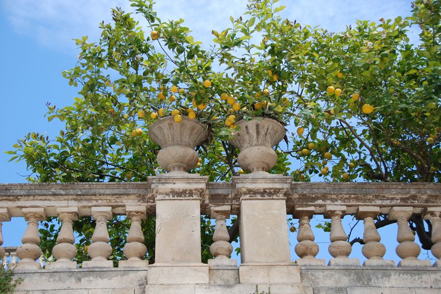 Sicily, lemons.jpg