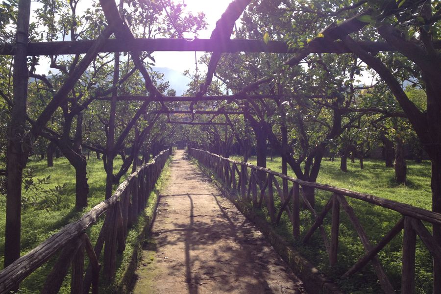 Lemon grove in Sorrento