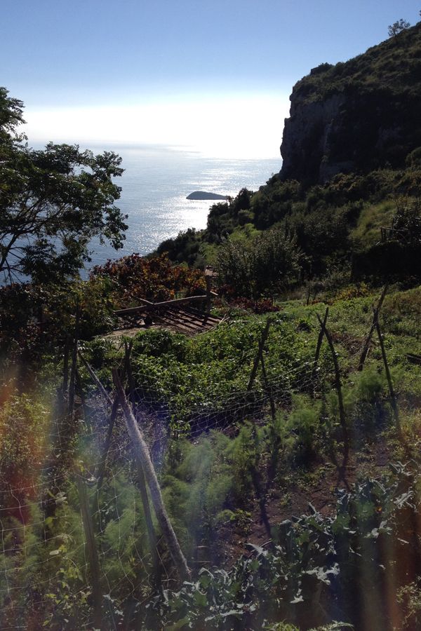 Amalfi coast garden
