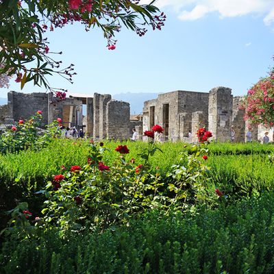 Pompeii roses