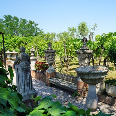Torcello vineyard