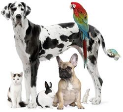 image-veterinary-compounding.jpg