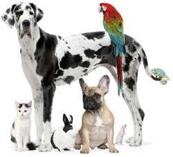 image-veterinary-compounding.jpg