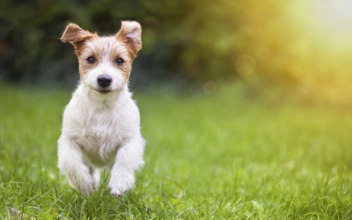 Dog running in the grass Dog