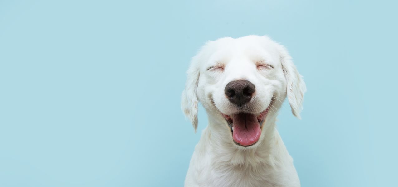 Pet Meds