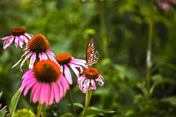Inpatient Treatment Centers for Depression and Anxiety