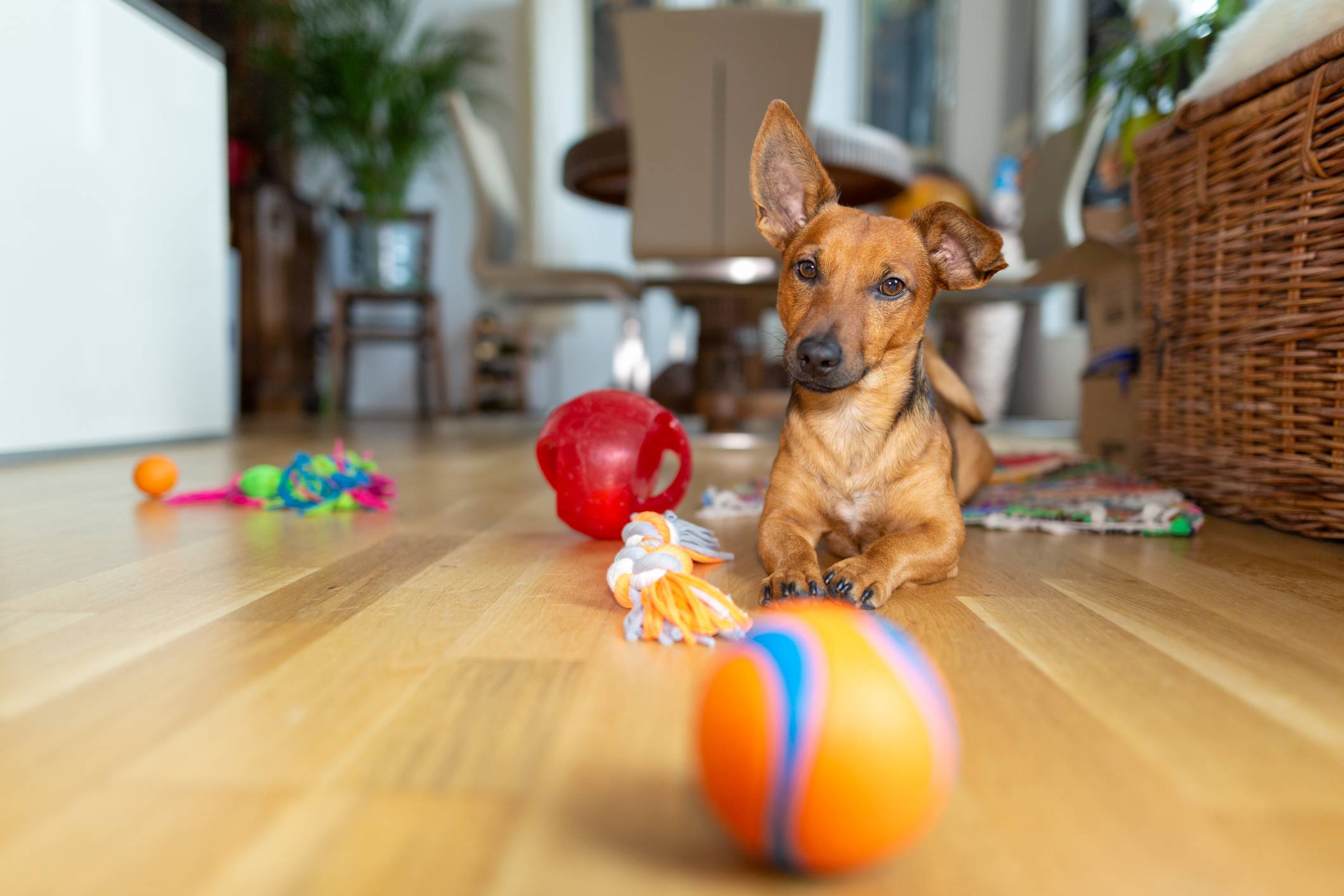 Image of a dog playing with its toys. Pet Care