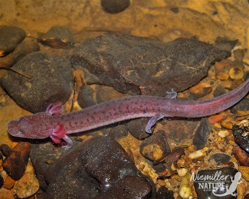 Big Mouth Cave Salamander