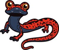 Salamander illustration Benjamin Rumble