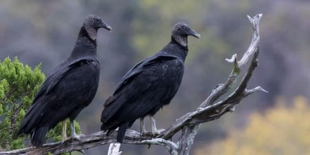 FALL BIRD HIKE.jpg