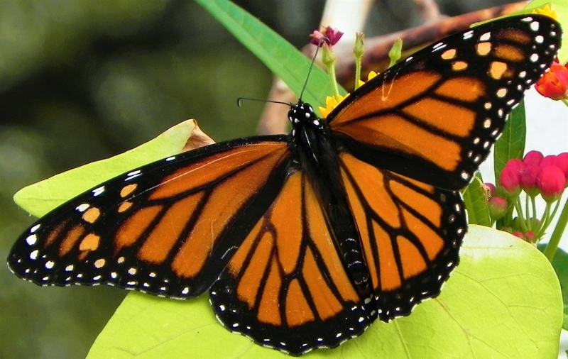 Monarch - Andy Pinon.jpg