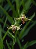 Epipactis gigantea - Chatterbox Orchid