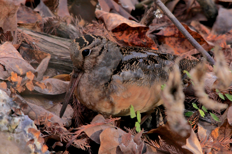 American Woodcock found in the Canyon at Westcave Preserve during winter bird count American Woodcock