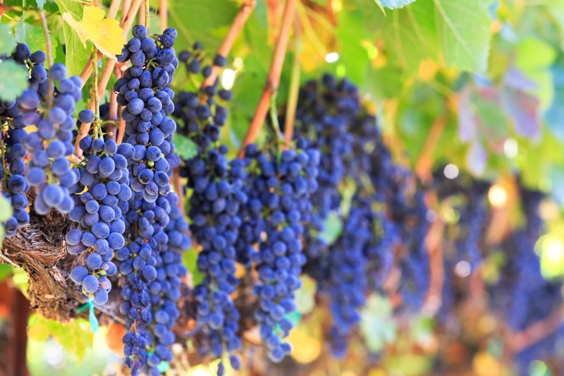 California Wine Experience, Live Auction, 2018 Celebration of Children in Nature Wine Grapes