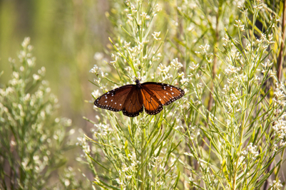 Monarchs observed during the fall migration at Westcave Preserve on the Upland Trails Monarch Butterflies on the Uplands