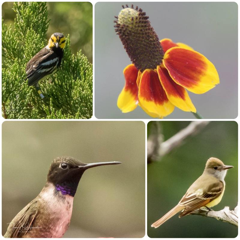 It's a fine time to visit Westcave Preserve for special spring programming! Spring Conservation