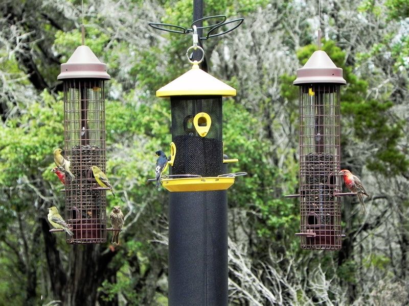 Feederwatch Westcave