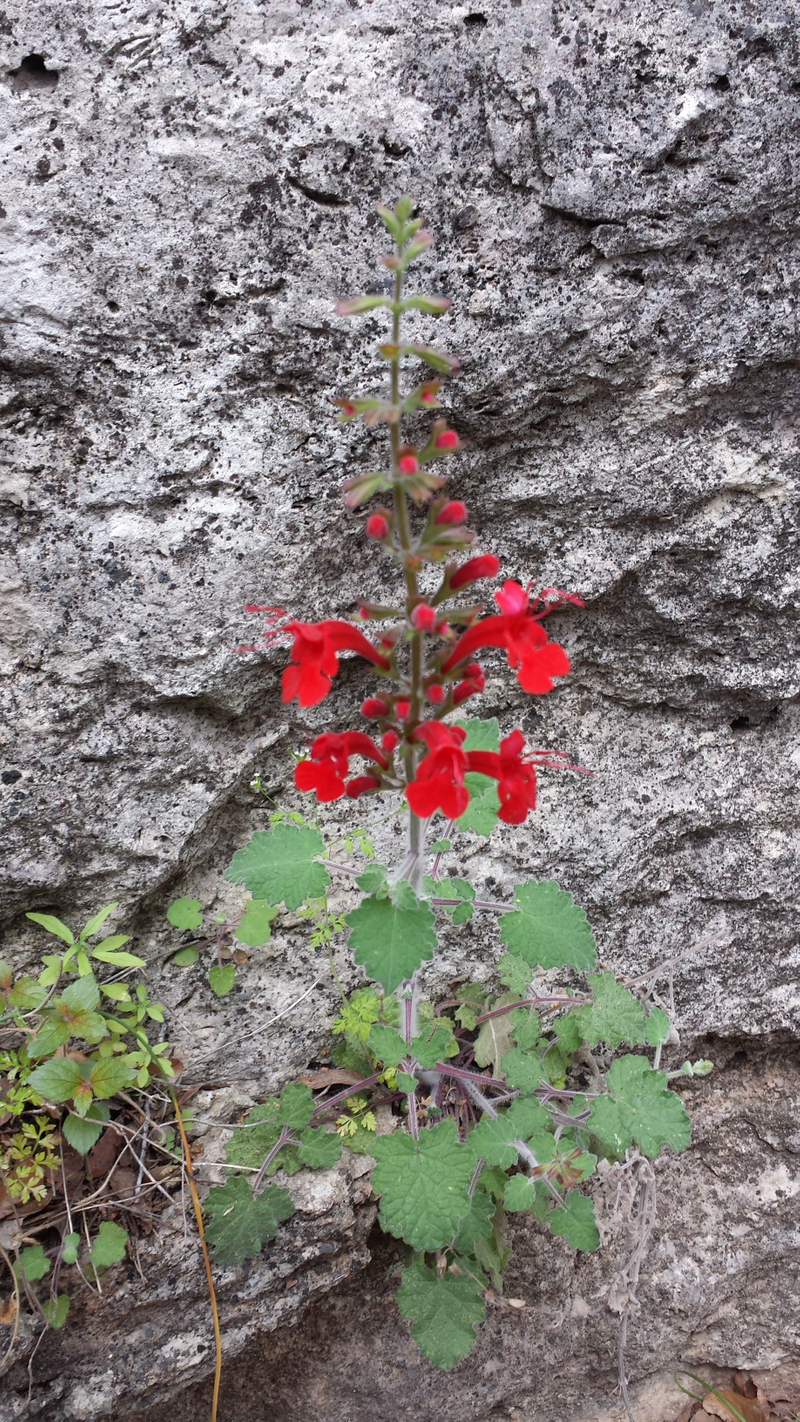 Cedar Sage blooming down staircase at Westcave Preserve. Cedar Sage