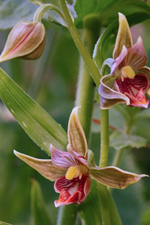 chatterbox orchid.jpg
