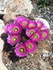 Lace Cactus - Echinocereus reichenbachii