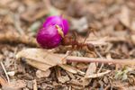 Leaf Cutter Ant with Beauty Berry
