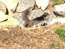rock squirrel.jpg