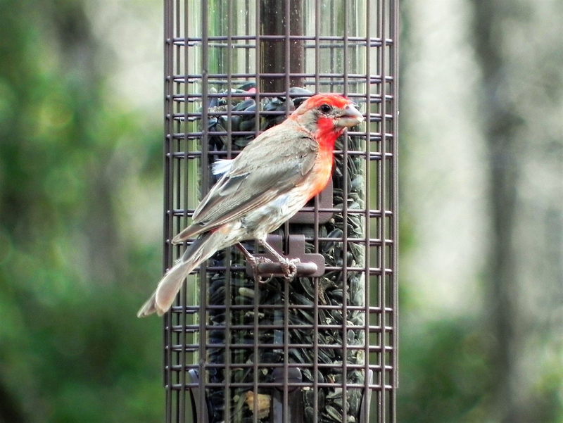 FeederWatch Pic2.jpg