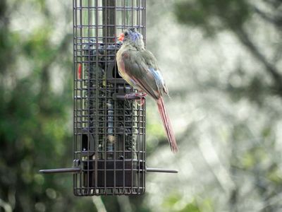 Feederwatch Westcave