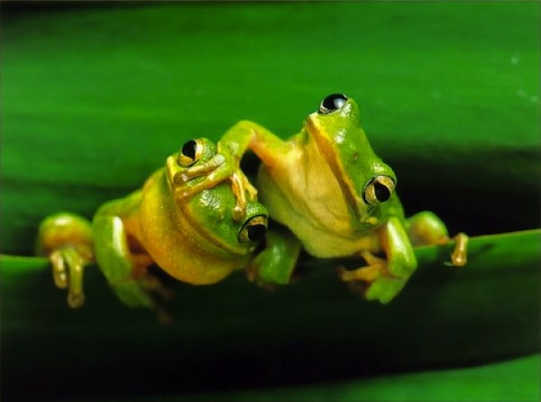 Westcave, participates in Citizen Science projects such as FrogWatch. Frogs