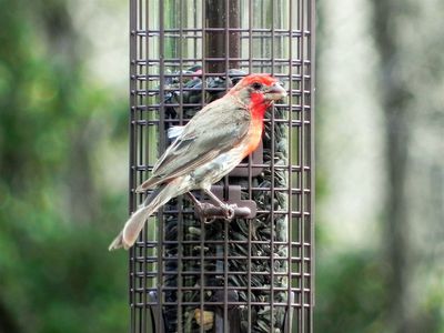 Feederwatch Westcave