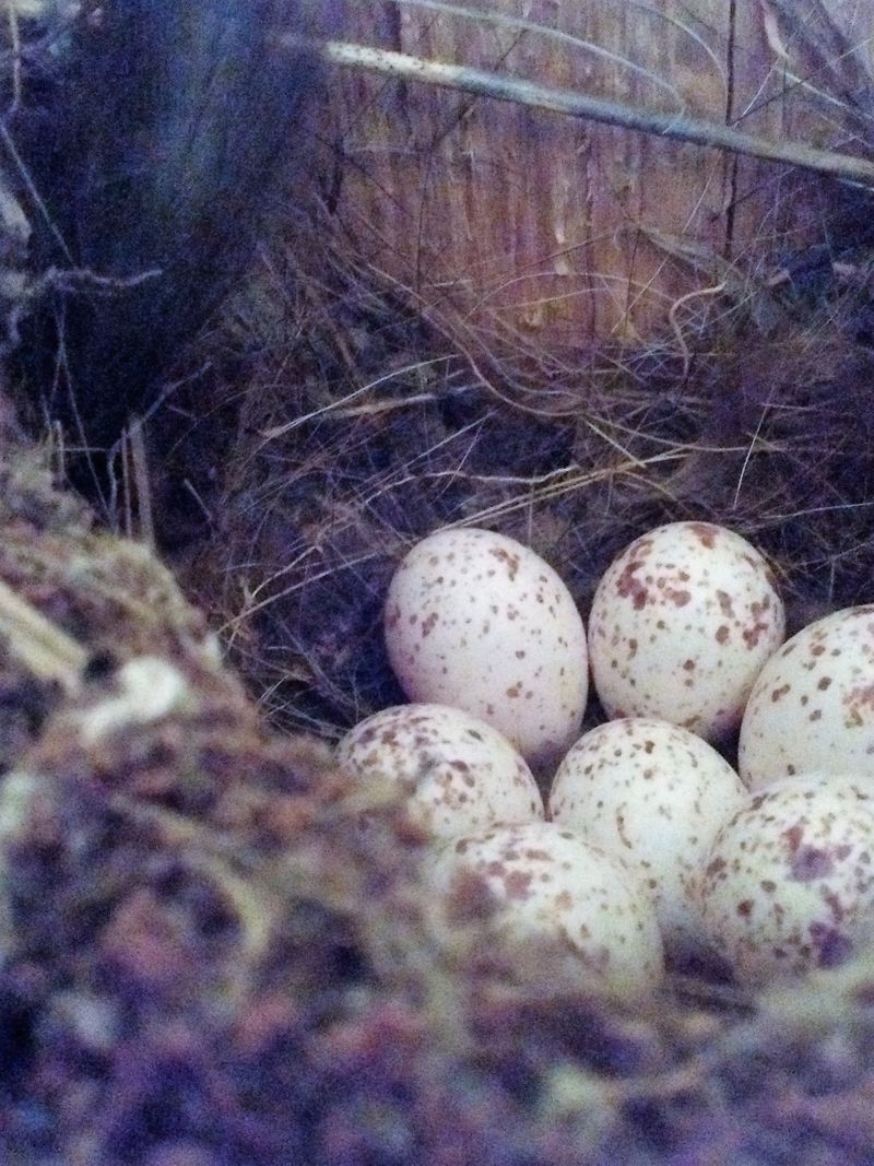 nest box eggs.jpg