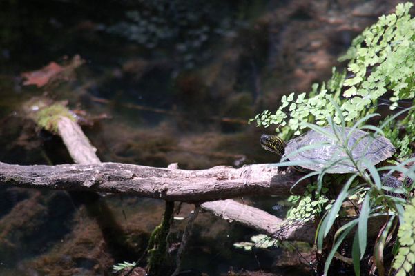Snapping turtle at El Ranchito, near Austin, TX Snapping turtle at El Ranchito, near Austin, TX