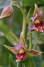 chatterbox orchid.jpg