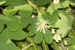 Passionflower - Passiflora lutea