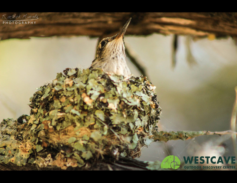 Black Chinned Hummingbird