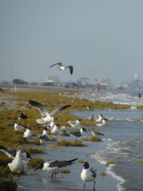 Bolivar Peninsula - Website Image.jpg