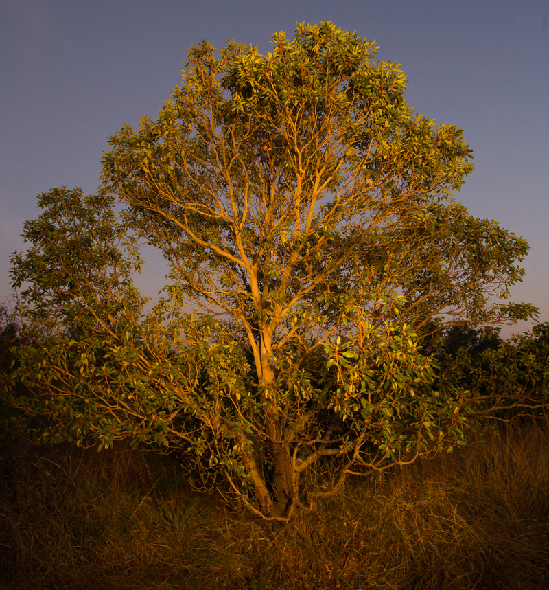 20071105_Madrone_dusk_0016.jpg