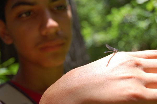 Boy with praying mantis at El Ranchito Summer Camp near Austin, Texas Boy with praying mantis at El Ranchito Summer Camp near Austin