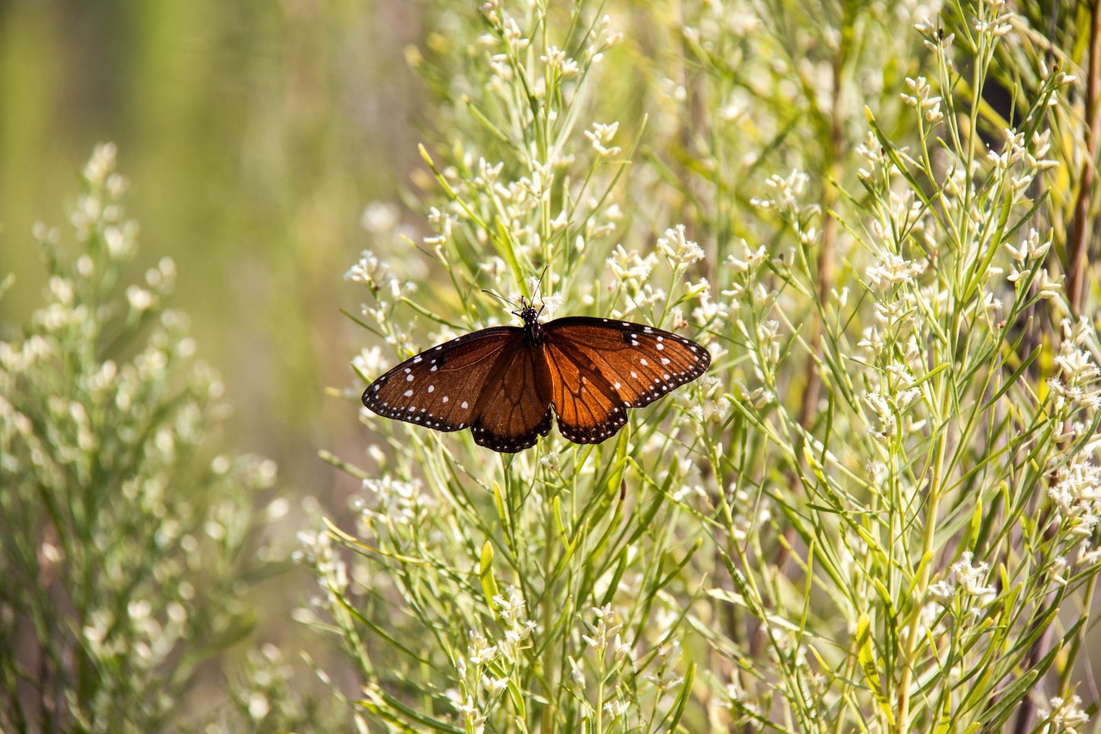 Monarch Butterflies on the Uplands