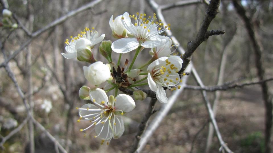 Mexican Plum Bloom - Prunus Mexicanus