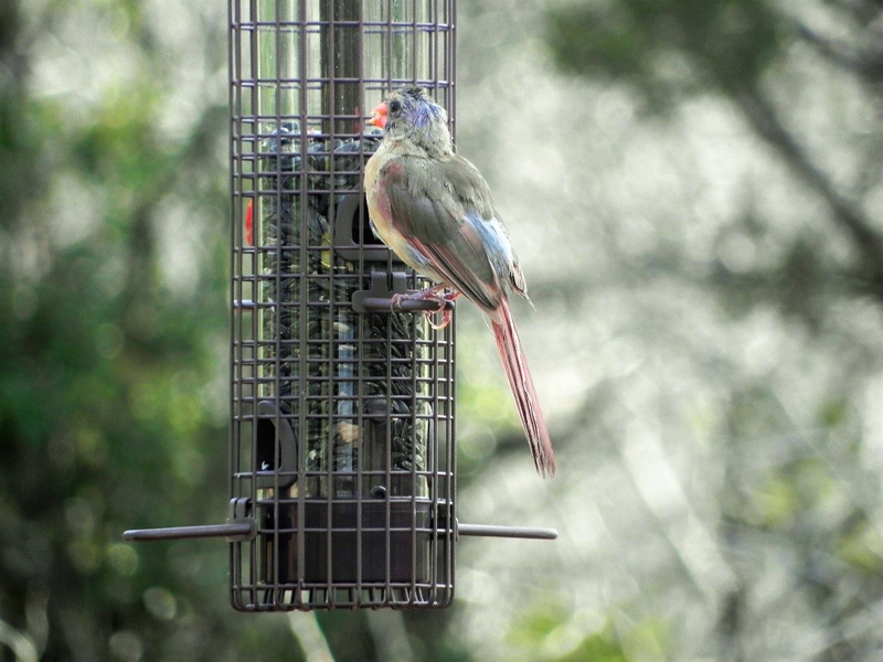 FeederWatch Pic1.jpg